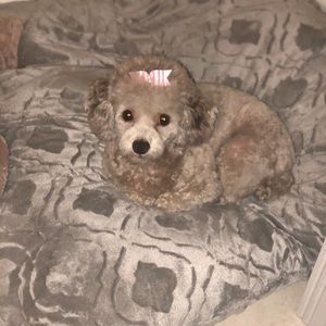 Meet your Posher, Roxy